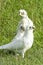 Three Australian Little Corella Birds