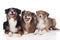 Three australian shepherd dogs