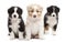 Three Australian Shepherd puppies, 6 weeks old