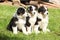 Three australian shepherd puppies sitting together