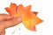 Three autumn leaves, possibly of Acer tree family, held in left hand of mature male person on white background