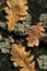 Three autumn oak leaves on old stump with moss