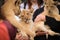 Three babies lion in hand