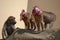 Three baboons monkey on rocks