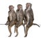 Three Baboons sitting in a row - Simia hamadryas