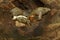 Three baby Asiatic softshell turtles that have just hatched from an egg.