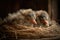 three baby birds, with their heads tucked under their wings, sleeping soundly in cozy nest