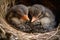 three baby birds, with their heads tucked under their wings, sleeping soundly in cozy nest