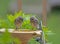 Three baby Bluebirds learning how to drink water.