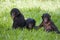 Three baby bonobos play with each other. Democratic Republic of Congo. Lola Ya BONOBO National Park.