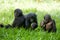 Three baby bonobos play with each other. Democratic Republic of Congo. Lola Ya BONOBO National Park.