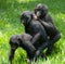 Three baby bonobos play with each other. Democratic Republic of Congo. Lola Ya BONOBO National Park.