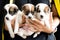The Three Baby Dogs & Animal so cute