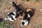 Three baby dogs biting coconut