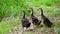 Three baby ducks