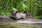 Three baby ducks sleeping