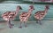 Three baby emu standing in a line. Striped cute bird native to australia