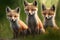 Three baby foxes sitting in grass