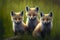 Three baby foxes sitting in grass