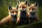 Three baby foxes sitting in grass