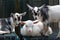 Three baby goats