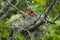 Three baby kingbirds in a nest with beaks wide open