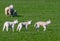 Three baby lambs running in a field