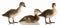 Three baby mallard ducks