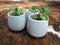 Three baby pilea peperomioides or pancake plant Urticaceae on
