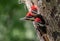 Three Baby Pileated Woodpeckers in Tree