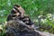 Three baby raccoons coming out of a hollow log.