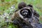 Three baby raccoons playing in a hollow stump.