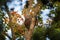 Three baby raccoons on a tree