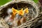 Three Baby Robins in a Nest