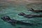 three baby seals in the water zoo swimming looking grey rain