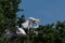 Three baby White Egrets in their treetop nest high overhead