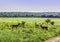 Three bachelor impalas face off each other at Kruger National Pa