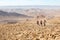 Three backpackers standing mountains trail , Negev desert, Isra