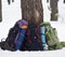 Three backpacks near pine tree on snow at winter forest