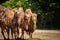Three Bactrian camels feeding