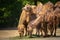 Three Bactrian camels feeding