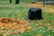 Three bags filled with bags on green ground, yellow foliage on grass. Cleaning and recycling concept. Sacks with leaves.