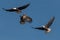 Three bald eagles fighting