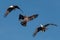 Three bald eagles fighting