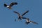 three bald eagles fighting