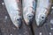 Three baltic herring - close-up