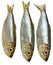 Three Baltic herrings.