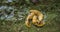 Three banana slugs appear to mate on moss covered log