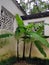 Three banana trees in the corner of the yard