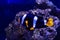 Three - band anemonefish